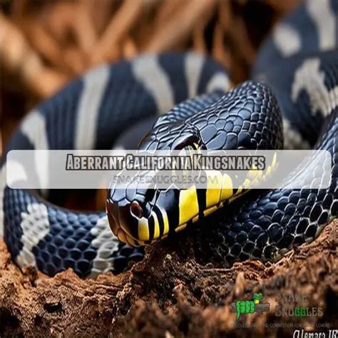 Full List of California King Snake Morphs: 50+ Stunning Variations