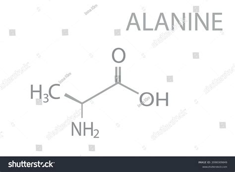 Alanine Molecular Skeletal Chemical Formula Stock Vector (Royalty Free ...