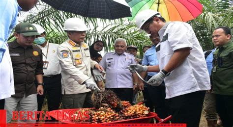 Hasil Meningkat Panen Lebih Cepat Panen Perdana Kelapa Sawit Program