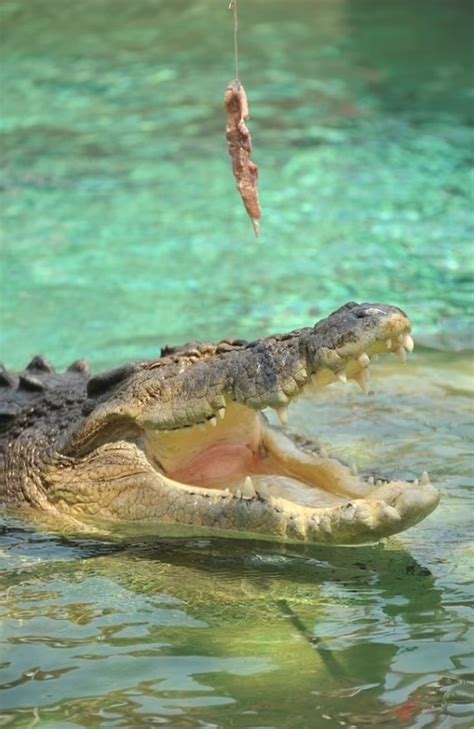 Saltwater crocodile attacks Crocosaurus Cove worker | news.com.au ...