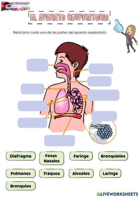 Aparato Respiratorio Online Pdf Worksheet Partes Del Aparato