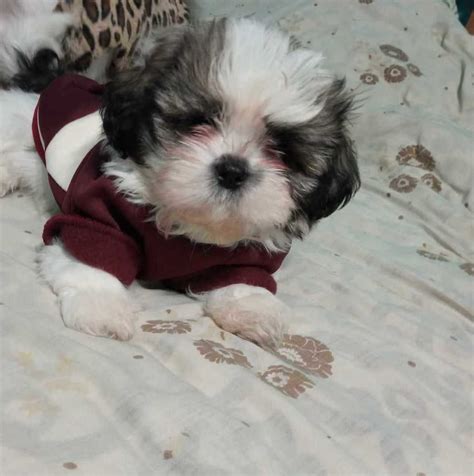 Piesek Shih Tzu Z Rodowodem Czki Brzeskie Olx Pl