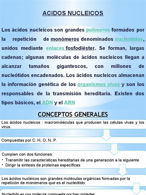 PDF Acidos Nucleicos Exposcion 10 10 2015 DOKUMEN TIPS