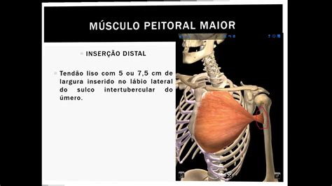 07 Aula do Músculo Peitoral Maior YouTube