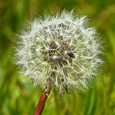 Pappus Of A Pissenlit Ready For Flight Yaerma29 Flickr