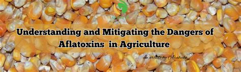 Aflatoxins Who Are They And What Do They Want