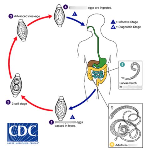 Trichuris Trichiura Lifecycle Aka Whipworm Diagram Quizlet