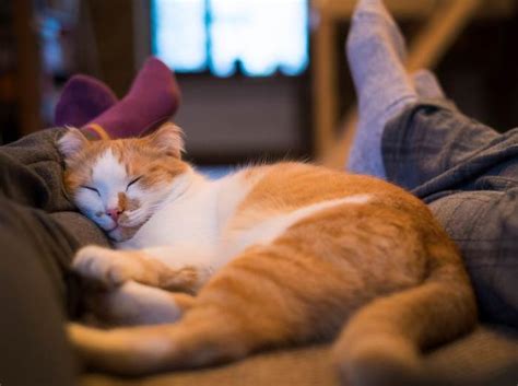 8 Most Common Cat Sleeping Positions And Meaning