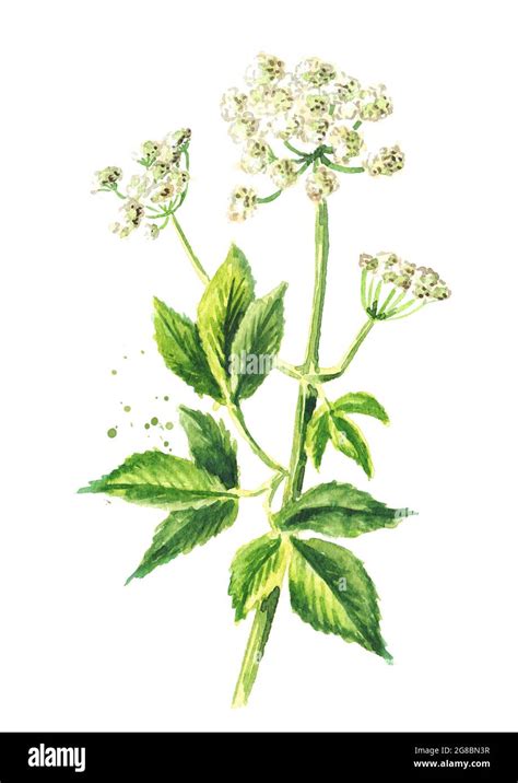 Medicinal Plant Aegopodium Podagraria Or Ground Elder Stem Flowers