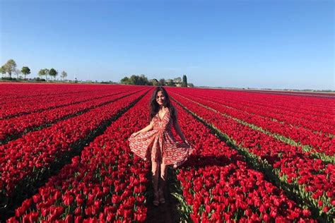 Keukenhof Tulip Gardens Photos | Fasci Garden