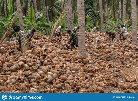 Coimbatore Tamil Nadu India April Coconut De Husking