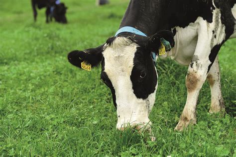 White Clover Teagasc Agriculture And Food Development Authority