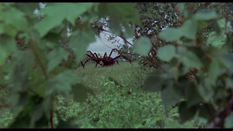 The Giant Spider Invasion Blu Ray Christiane Schmidtmer Hd Wallpaper