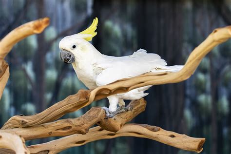 The Sulphur Crested Cockatoo An Adorable And Hilarious Bird That Will