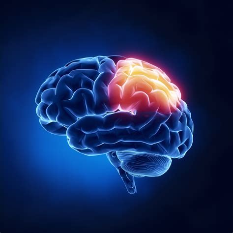 Parietal Lobe Human Brain In X Ray View Jill Feldbaum Ma Ccc Slp