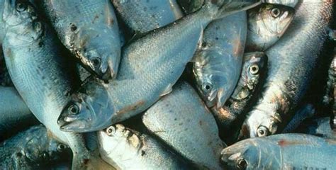 Menhaden Conservation Win in Louisiana! — AFFTA Fisheries Fund