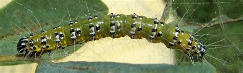 Green Caterpillar Identification Guide Common Types Owlcation