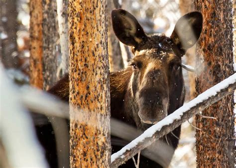 Cow Moose In Winter Scene Photograph by James Futterer