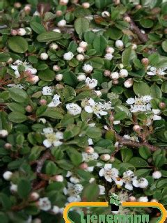 Cotoneaster Procumbens Queen Of Carpets Baumschule Lienemann