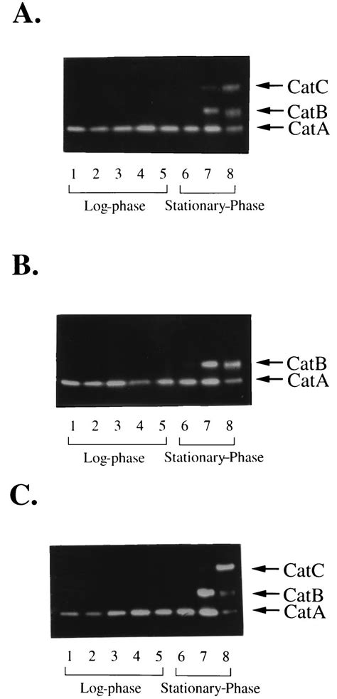 Nondenaturing Polyacrylamide Gel Electrophoresis Of Cell Extracts From Download Scientific