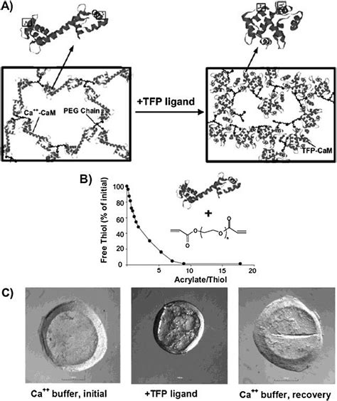 A Schematic Representation Of A Protein Based Hydrogel Network