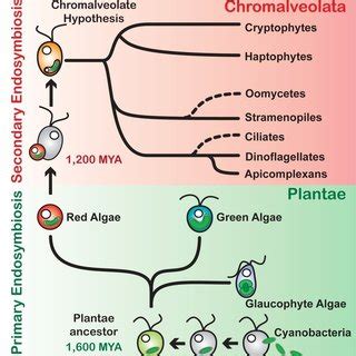 Mixotrophy Hypothesis For The Origin Of The Primary Plastid In Algae