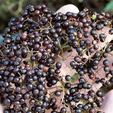 Identify Wild Edible Elderberries Grit Wild Edibles Elderberry