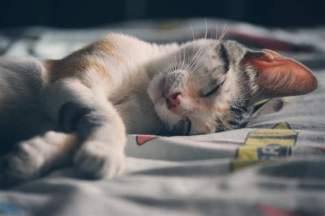 Understanding The Symbolic Meaning Behind Dead Cat Dreams