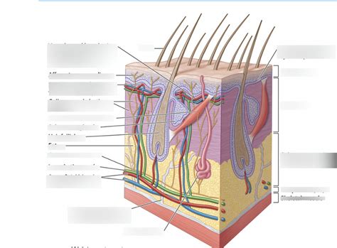 Subcutaneous Layer