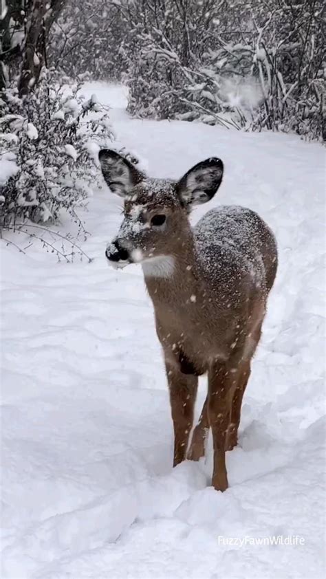 Adorable fawn🥰🦌 in Snowy Landscape