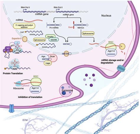 Schematic Presentation Of The Processes Lis Associated Rbps And Rna