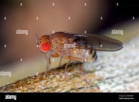 Cherry Drosophila Called Also Spotted Wing Drosophila Drosophila Suzukii Economically