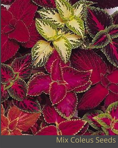 10 Seeds Coleus Flower Packet House Plants Etsy