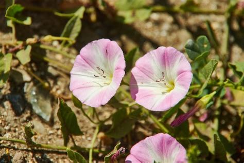 Premium Photo | Convolvulus arvensis