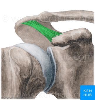 Coracoacromial ligament : between coracoid process and acromion process ...