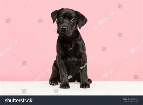 Cute Black Labrador Retriever Puppy Looking Stock Photo 1869893323