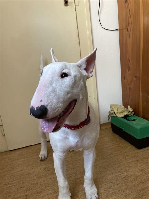 Buffs visiting grandma for the first time : r/BullTerrier