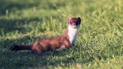 Pet Stoat