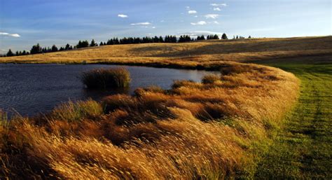 Free Images Landscape Tree Water Nature Marsh Swamp Wilderness