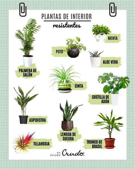 Plantas De Interior Resistentes Nombres Y Fotos Hot Sex Picture