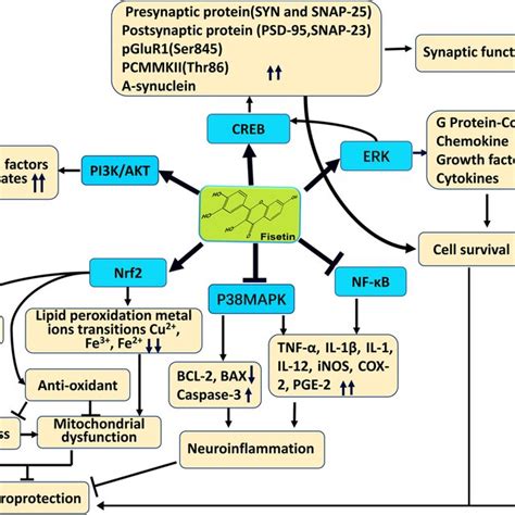 Schematic Diagram Of The Potential Mechanism Underlying The