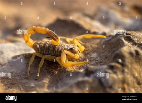 Israeli Yellow Scorpion Hi Res Stock Photography And Images Alamy