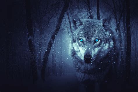 Blue Wolf Eyes Wallpapers HD - Wallpaper Cave