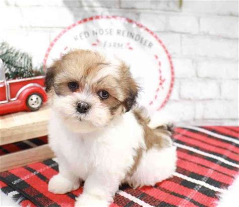 About Havanese-Shih Tzu Breed