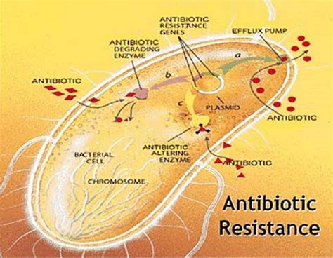 What Is Antibiotic Resistance Why Is It Dangerous