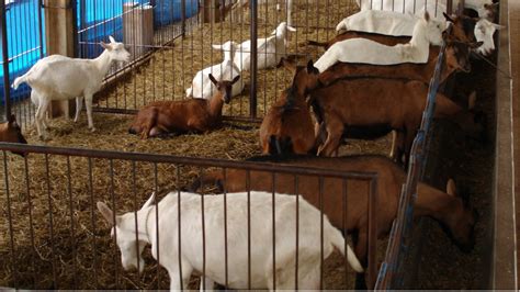 Curso Criação De Cabras Leiteiras Cria Recria E Produção De Leite