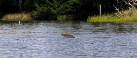 Mullet Fish Jumping Out Of Water