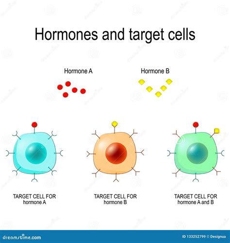 Hormones Receptors And Target Cells Stock Vector Illustration Of