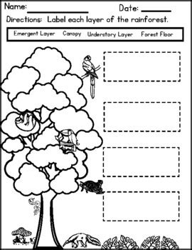 Layers Of The Rainforest Worksheet - prntbl.concejomunicipaldechinu.gov.co