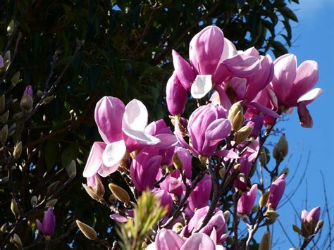 Pink Magnolia Tree Flower Free Photo On Pixabay Pixabay